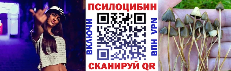 Псилоцибиновые грибы Psilocybe  Лодейное Поле 